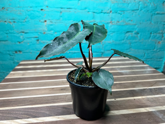 Philodendron Black Billietiae