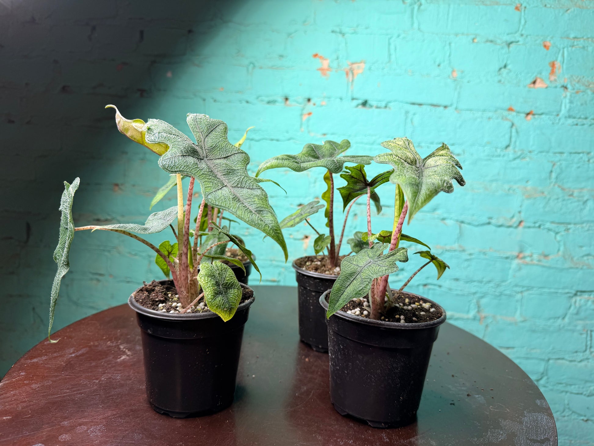 Alocasia 'Jacklyn' 4” – The Rooted Plant Shop