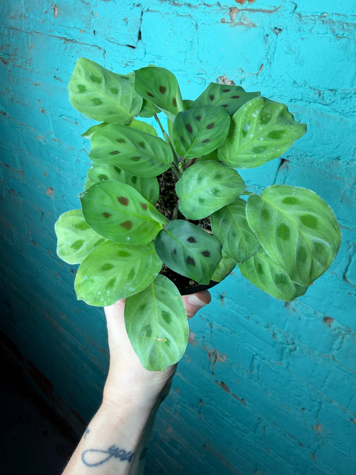 Maranta Prayer Plant leuconeura 4”