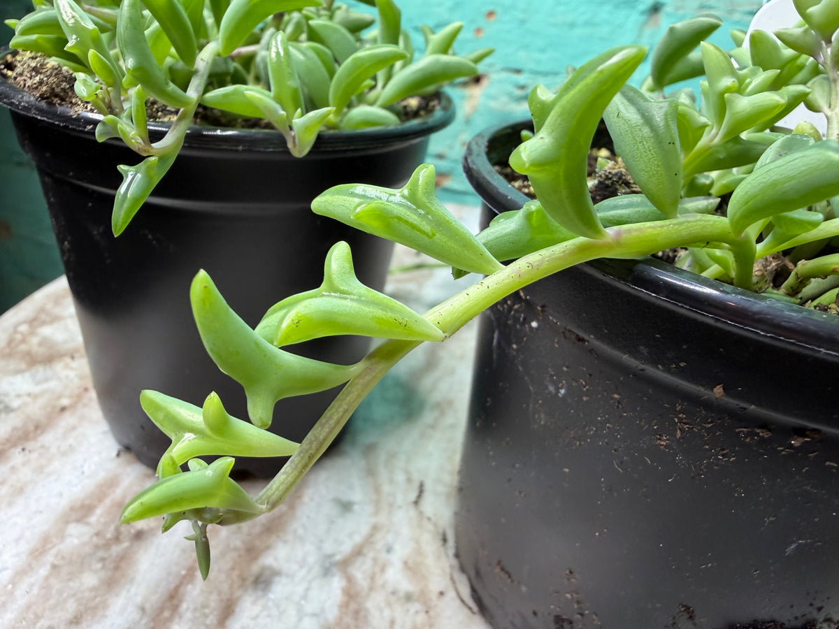 String of Dolphins 4”