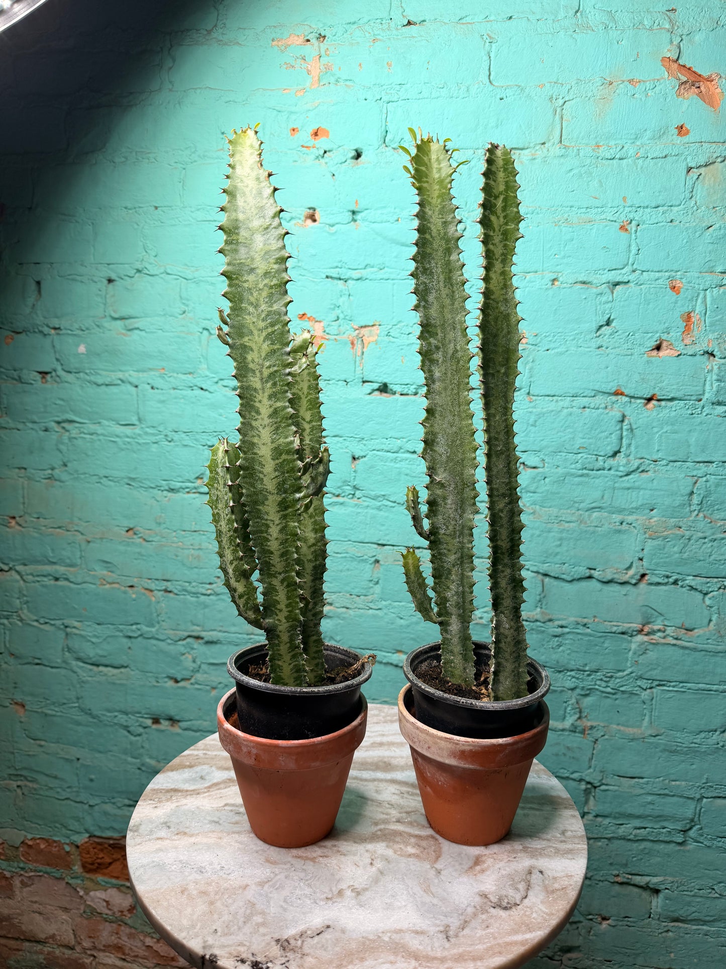 Euphorbia Trigonia green 4”