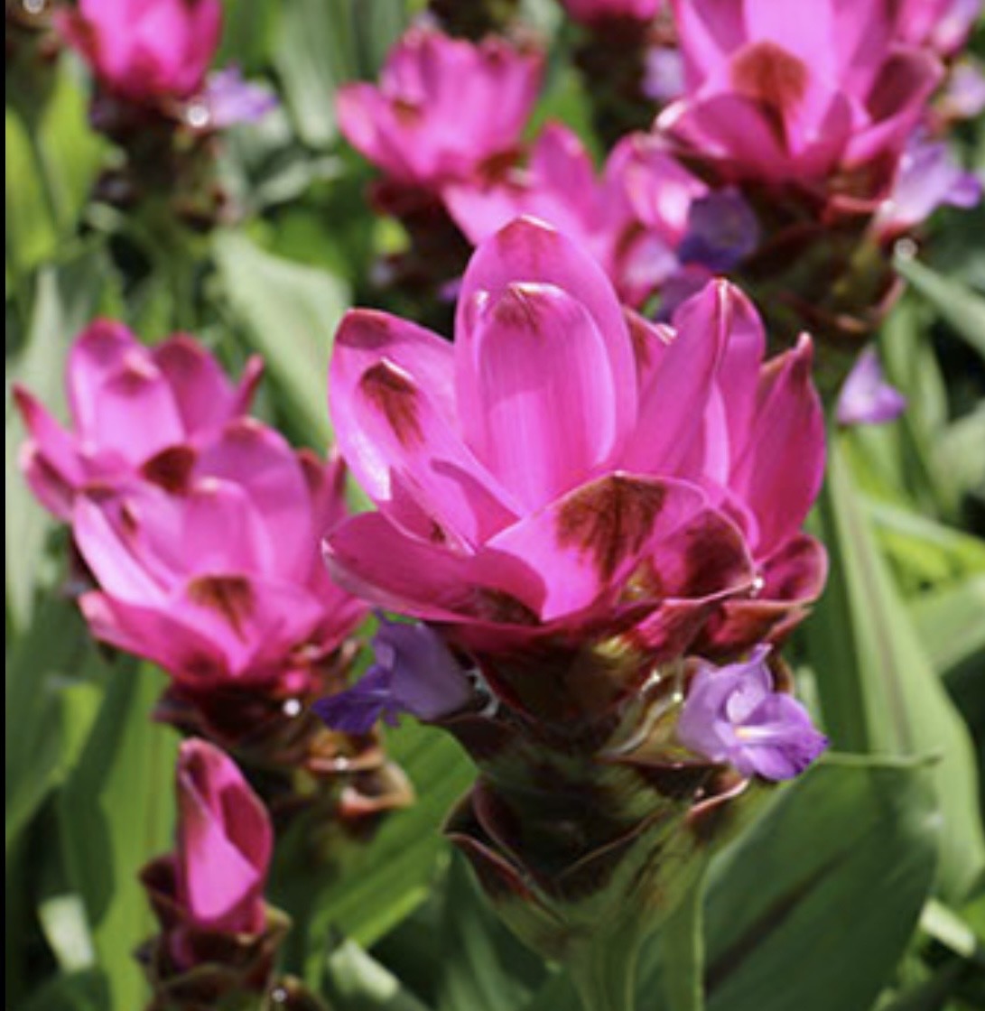 Curcuma “Thaispice Red” 4”