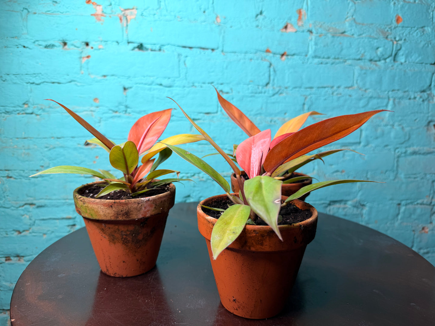 Philodendron Prince of Orange  4” (Clay)