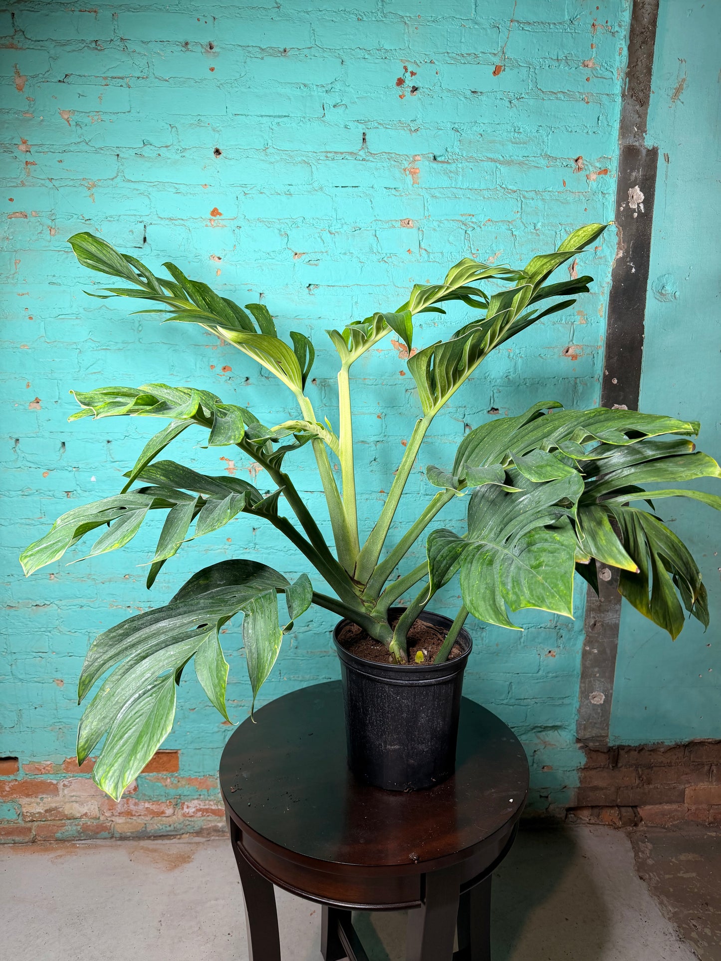 Monstera Pinnatipartita 10”