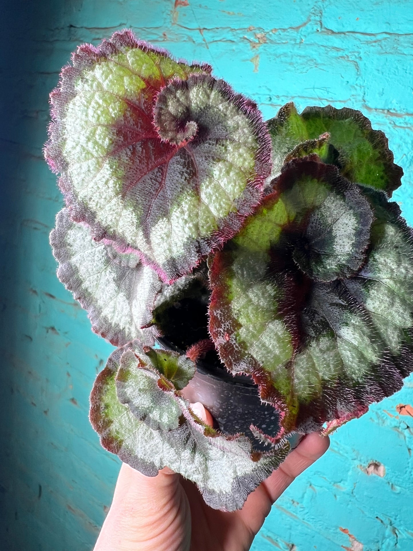Begonia Escargot (curly)