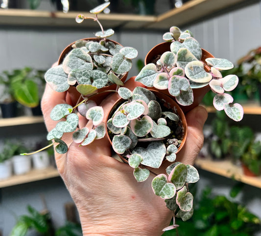 Variegated String of Hearts 3”