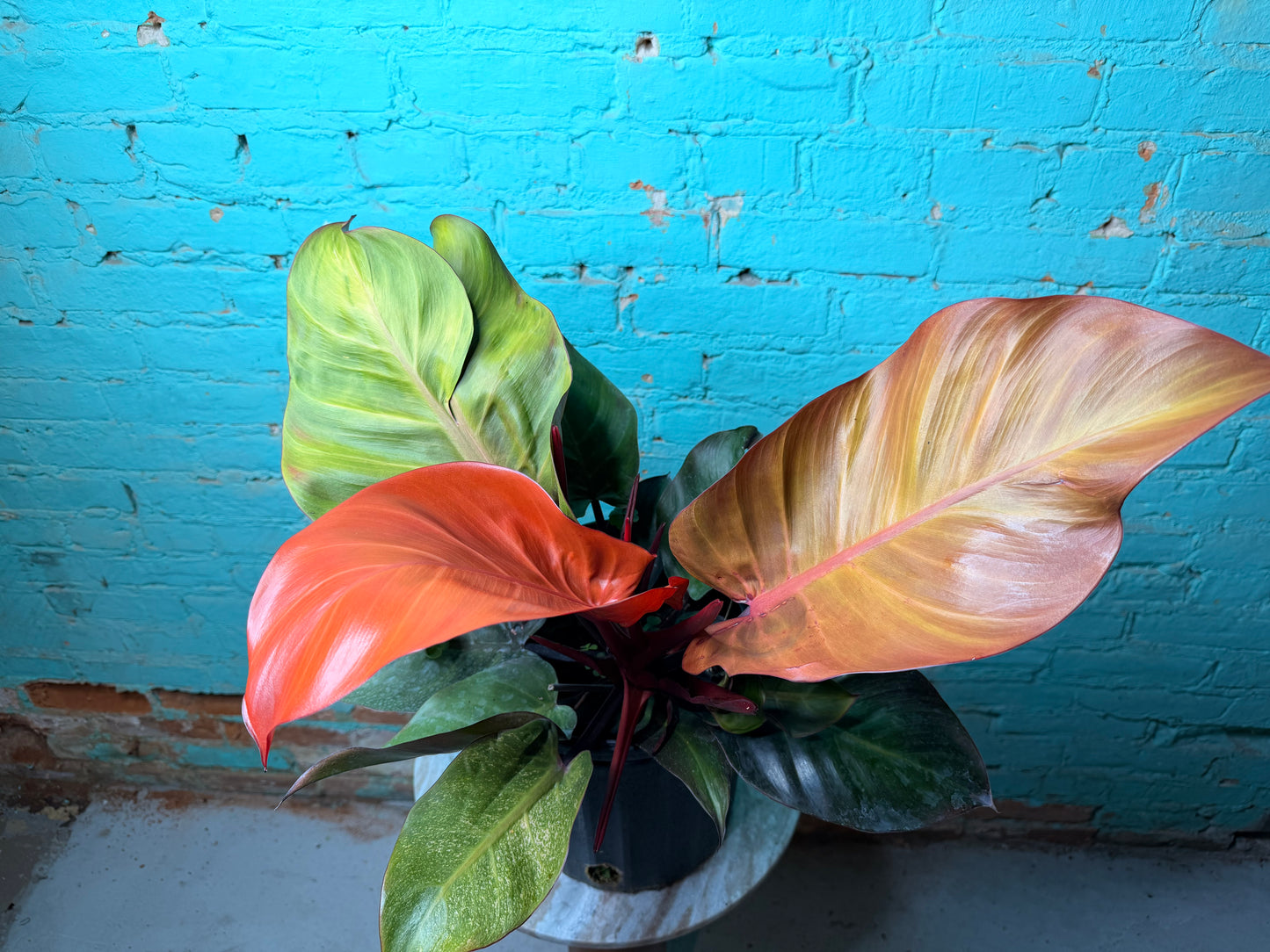 Philodendron McColley’s Finale 10”
