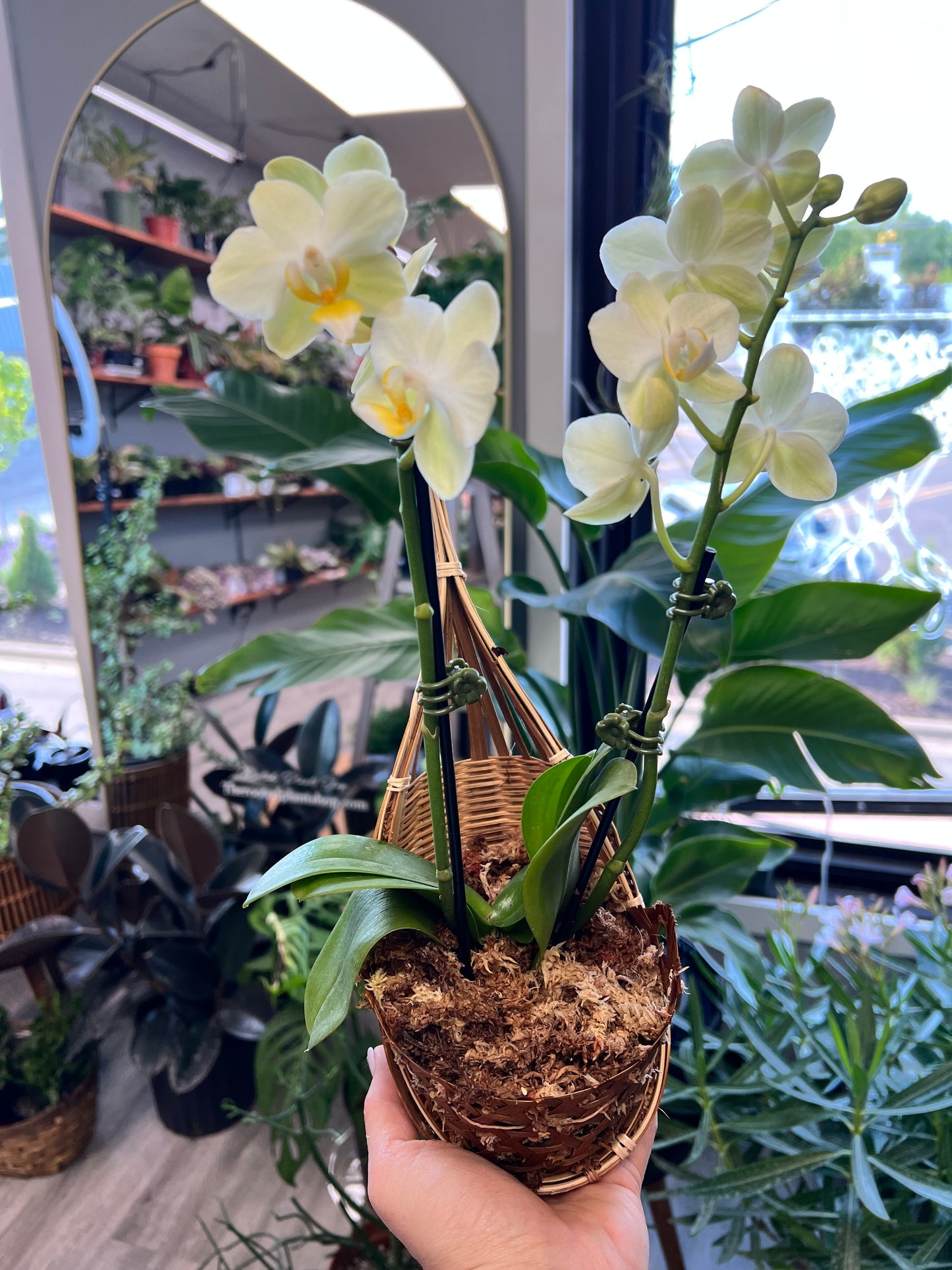 Moth Orchids with hanger