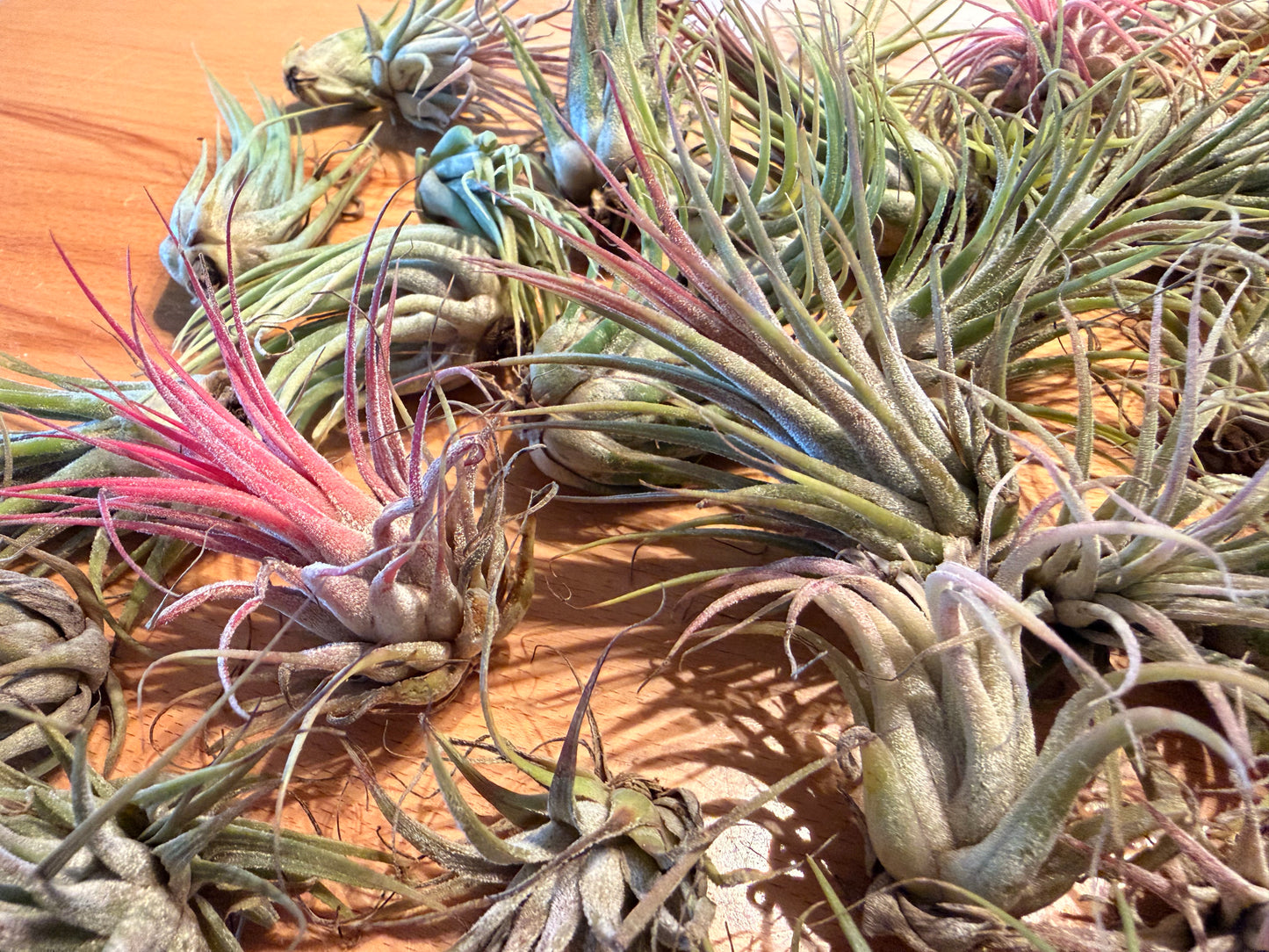 Tillandsia “Air Plants”