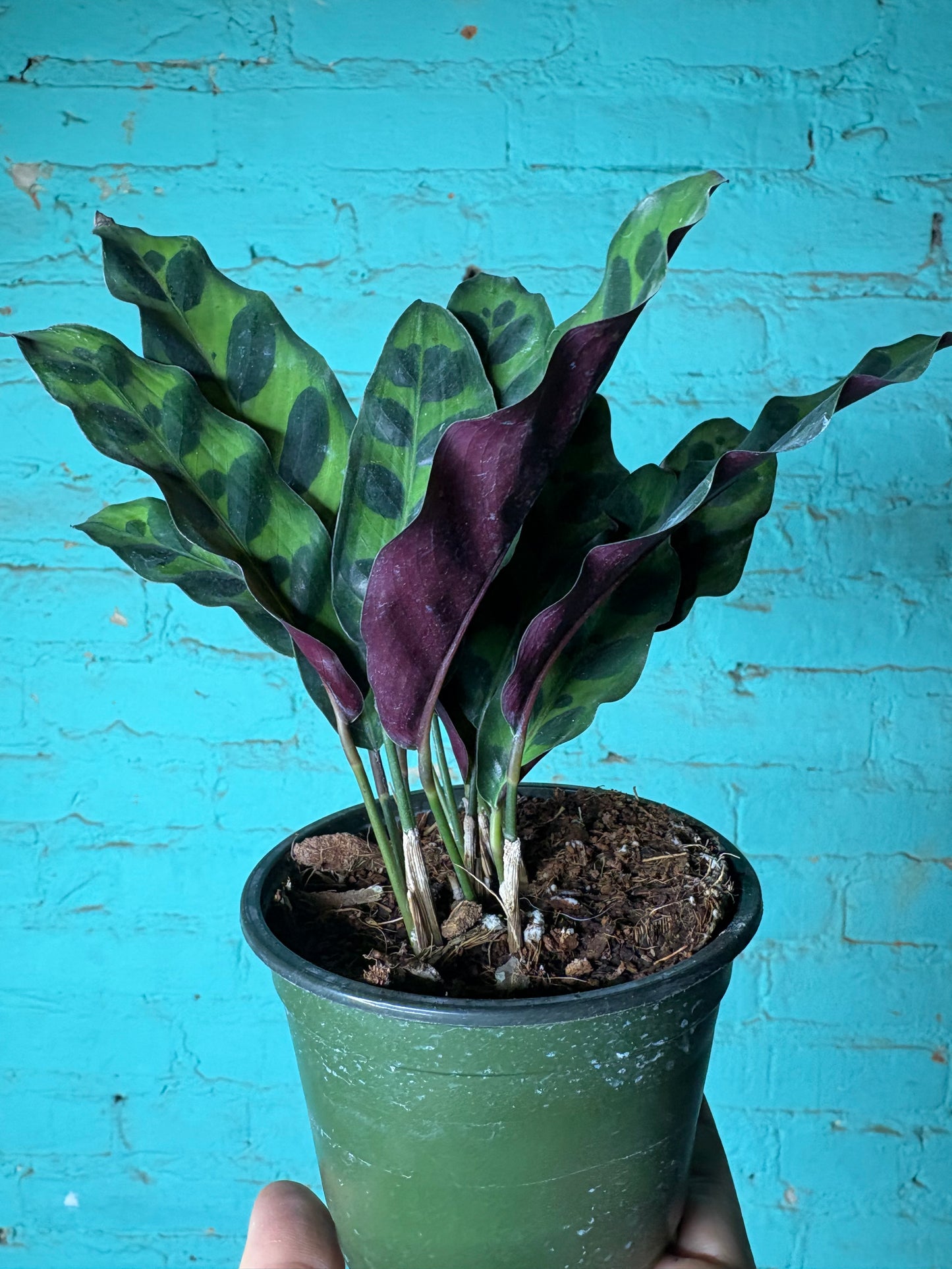 Calathea Rattle Snake 4”