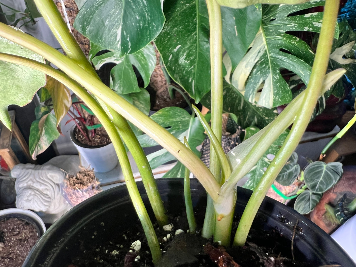 Philodendron Burle Marx Variegated