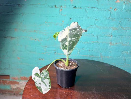 Alocasia Frydrek variegated 4”