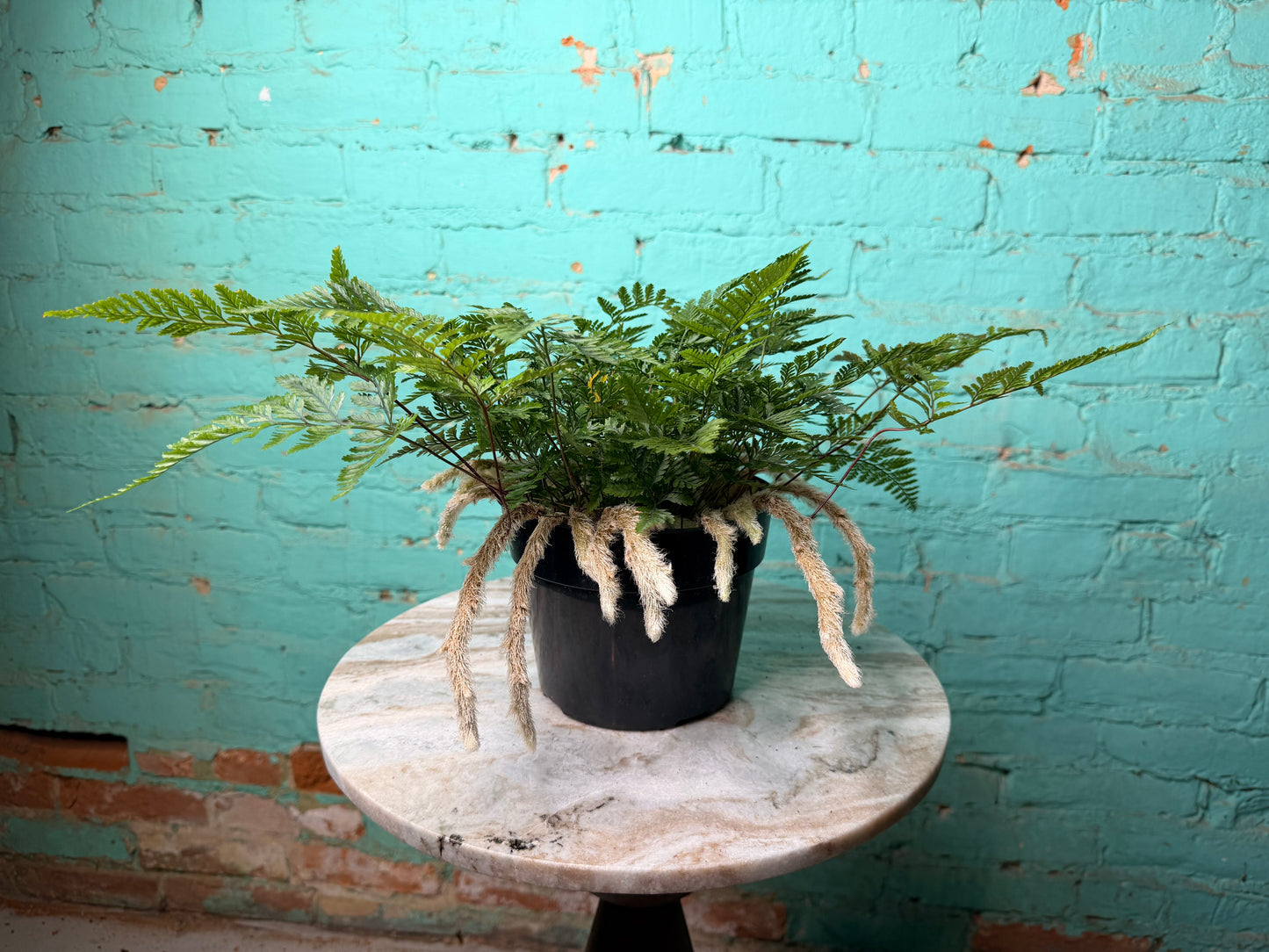 Rabbit Foot Fern 6”