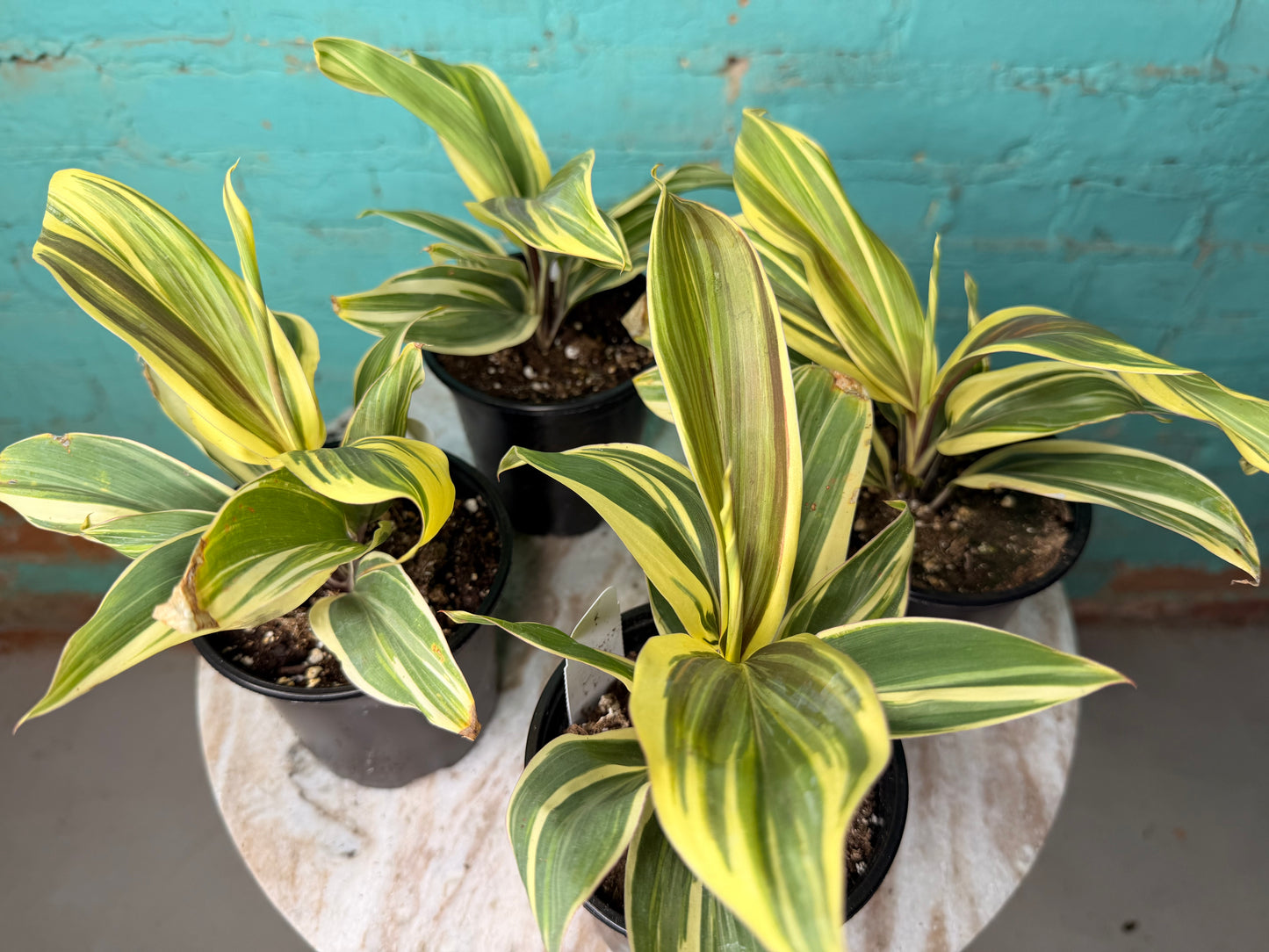 Cordyline Terminalis ‘Chocolate Queen' 4”
