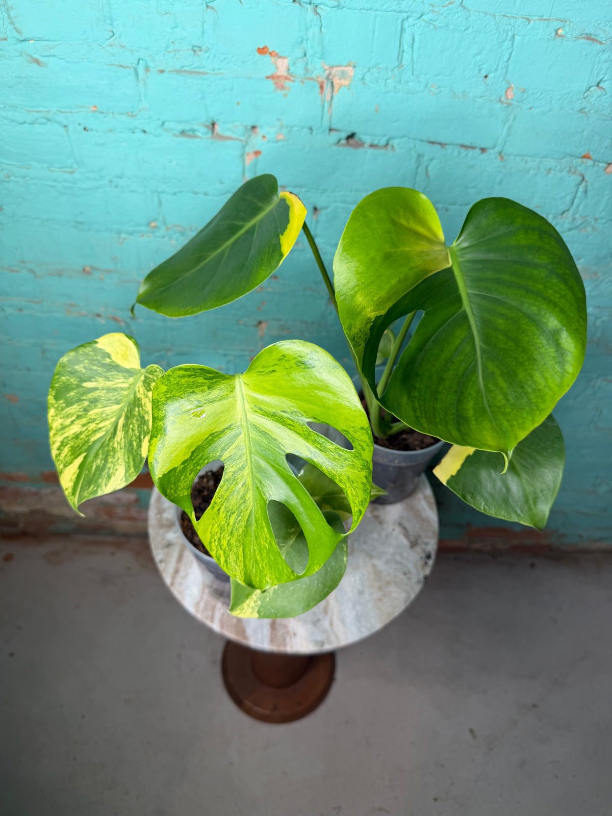 Monstera Deliciosa Yellow Marilyn 4” (repotted in clear 6”)