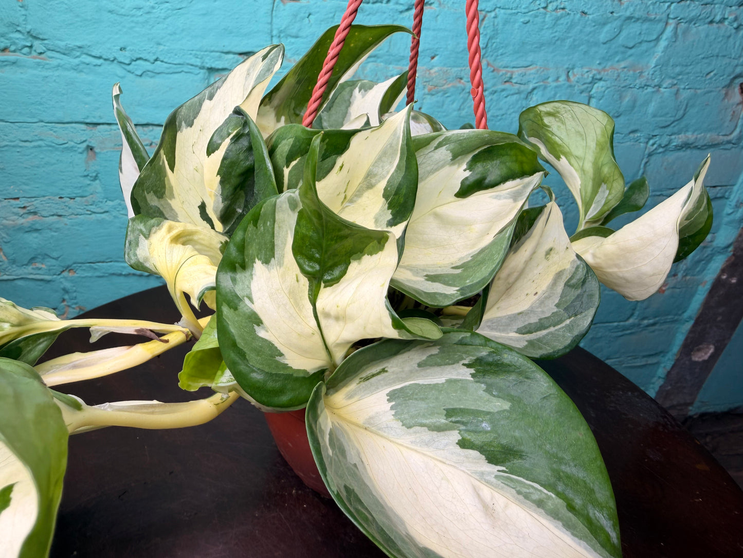 Pothos Ivory Night 6” Basket
