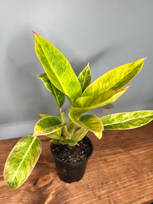Philodendron Calkin Gold 4”