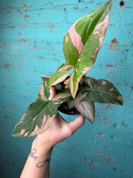 Syngonium Pink Splash 4”