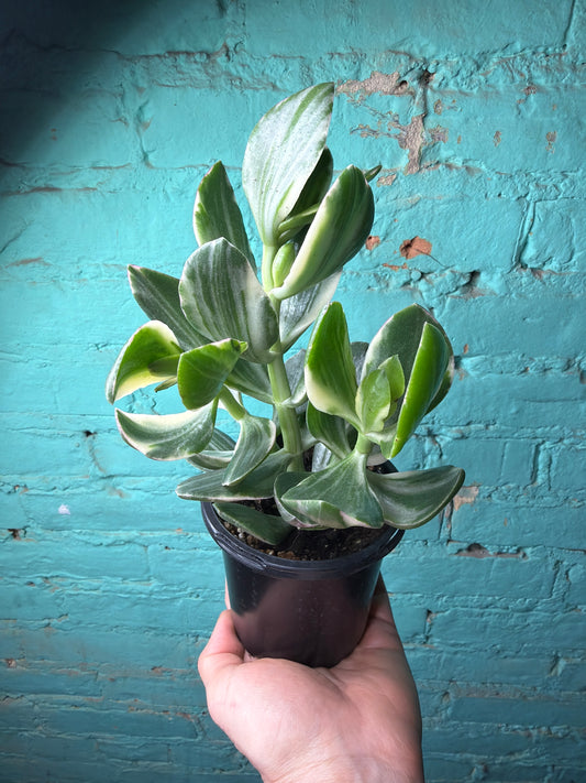 Jade Variegated 4”