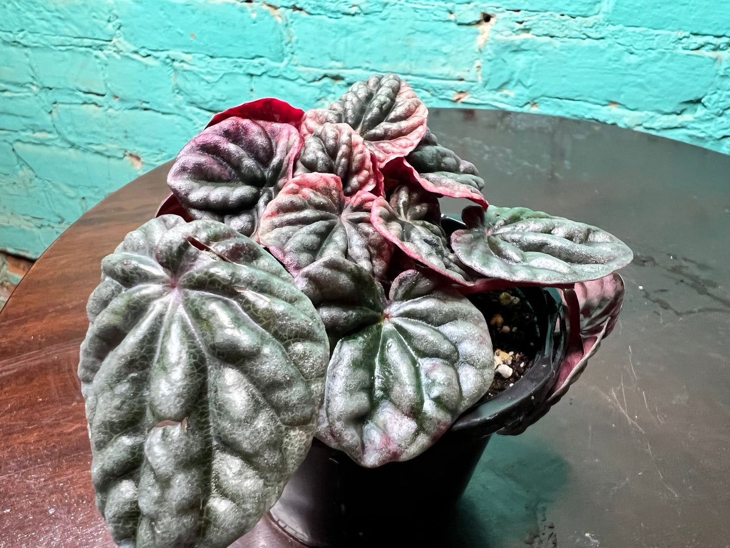 Peperomia Abicos 4”