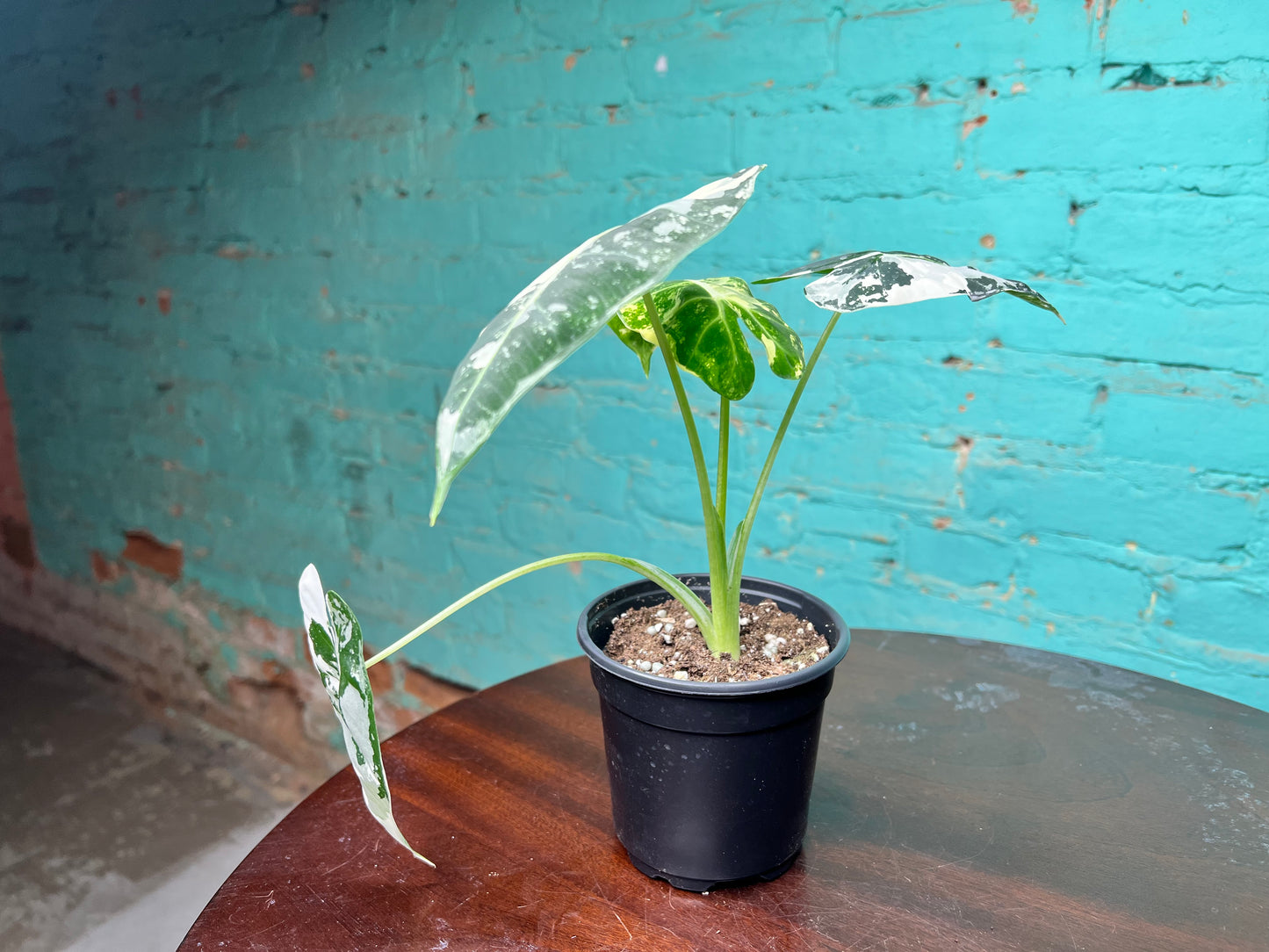 Alocasia Frydrek variegated 4”