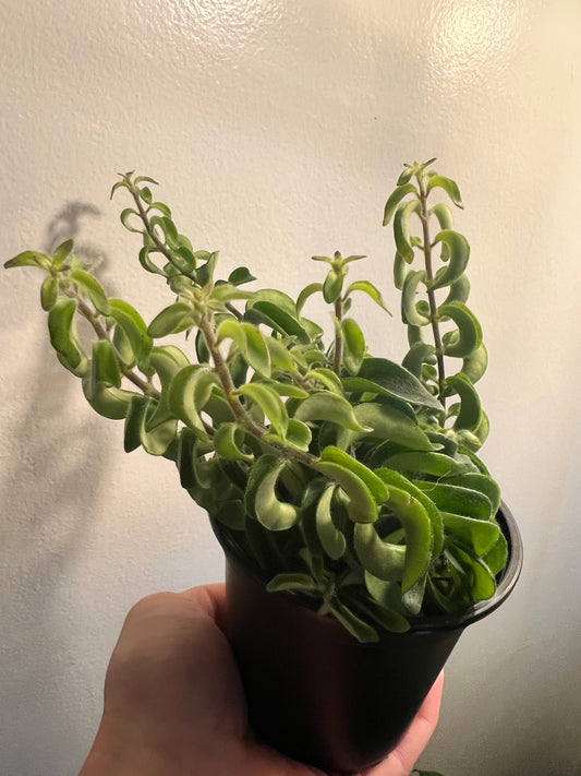 Lipstick plant-curly