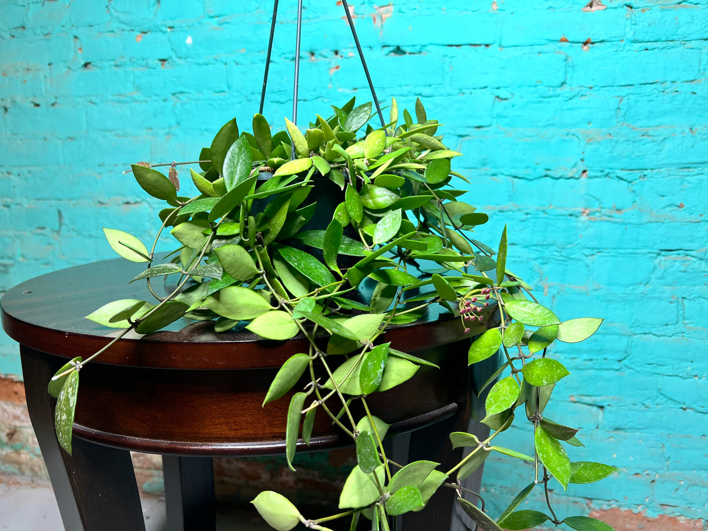 Hoya-Gracillis 6” Basket