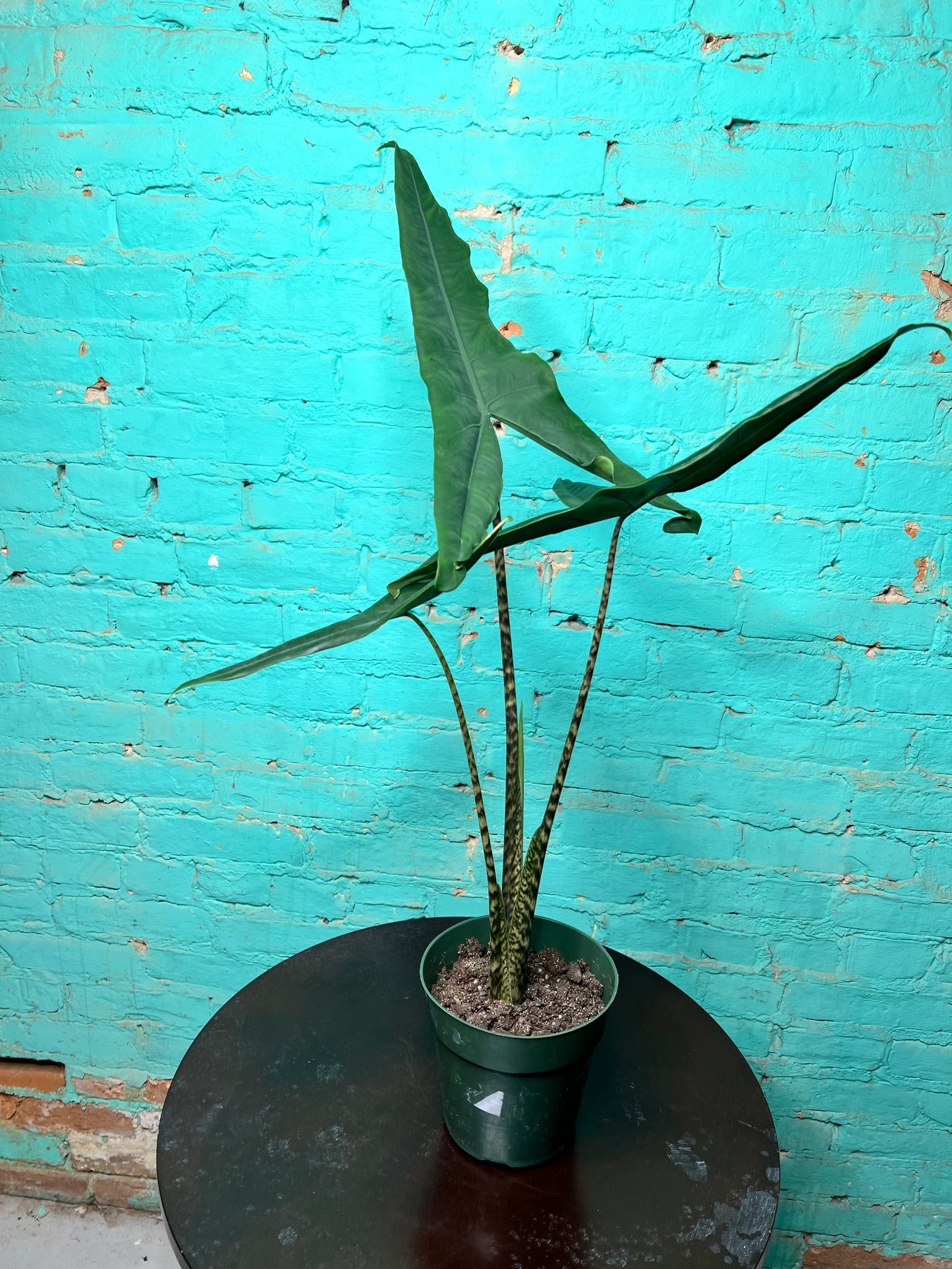 Alocasia-Tigrina 6”