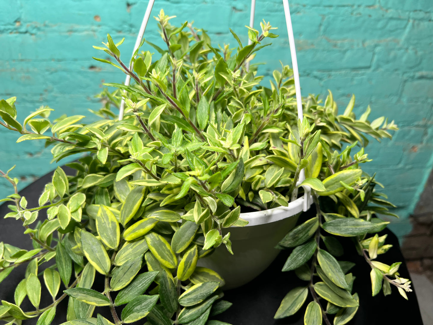 Lipstick Plant Bicolor basket