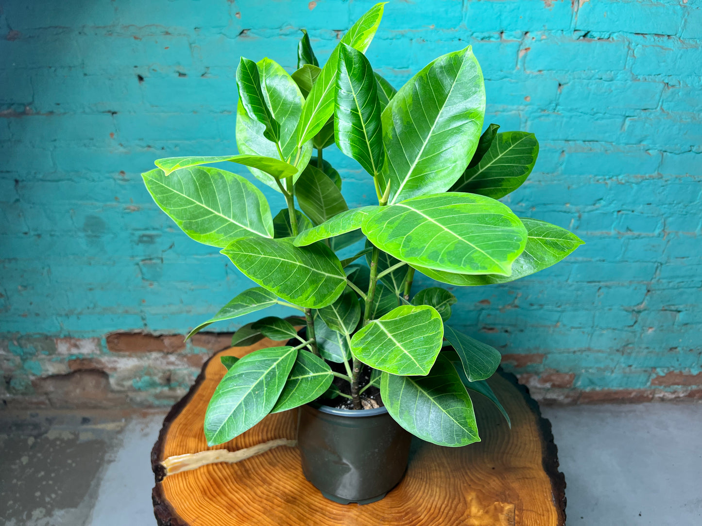 Rubber Tree-Golden Gem 8”