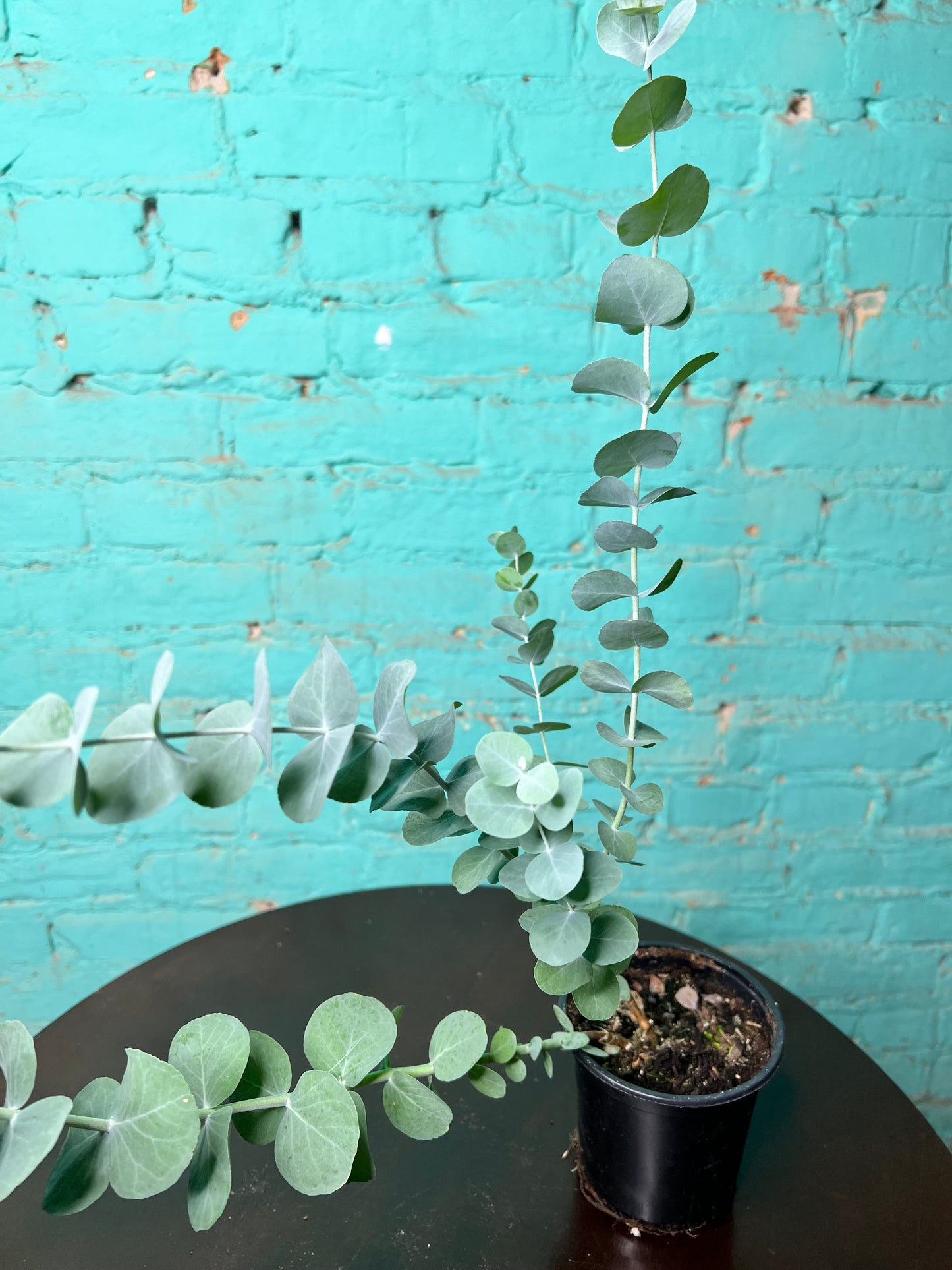 Eucalyptus Silver Dollar