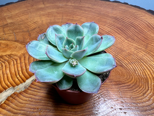 Echeveria