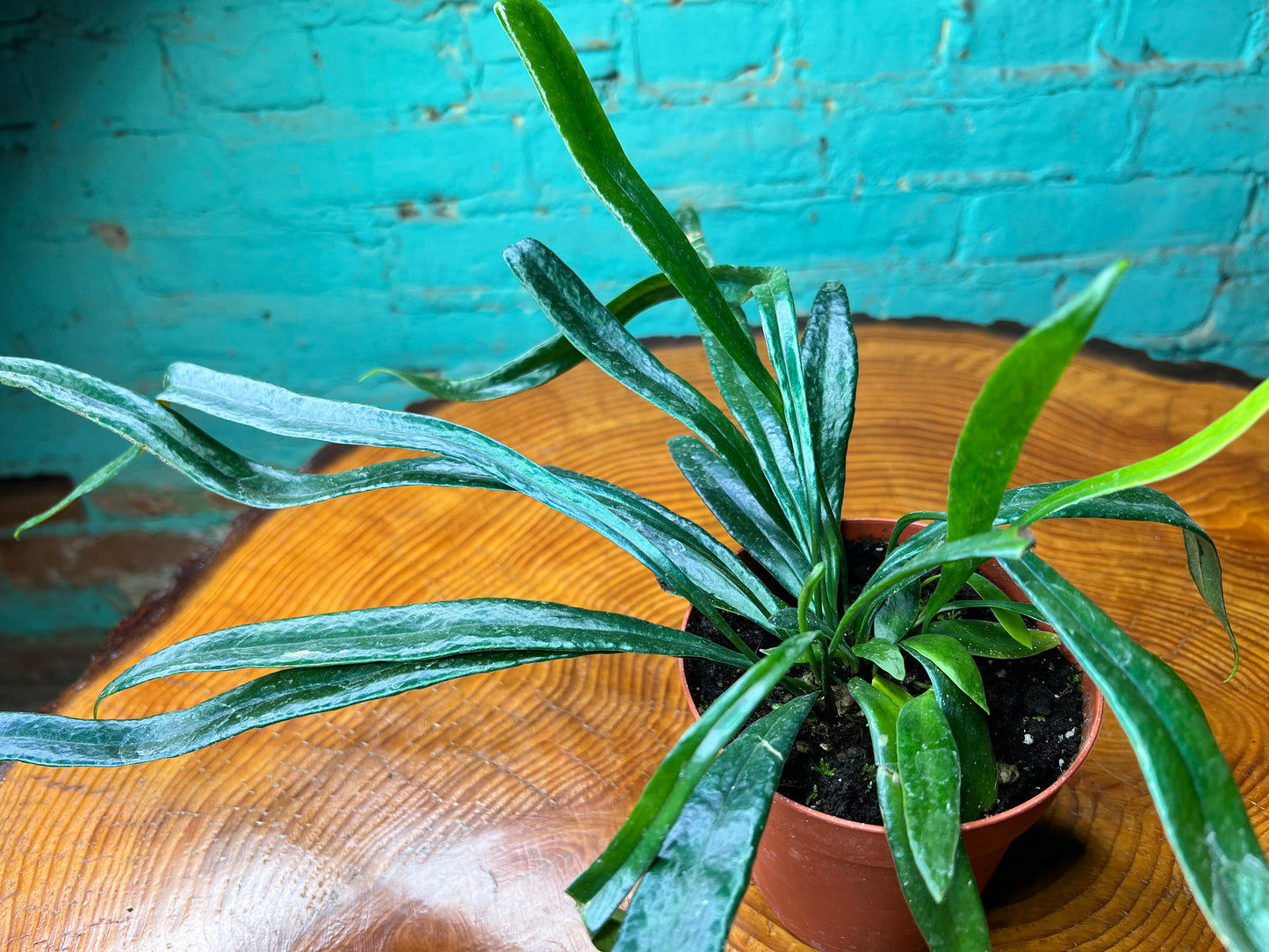 Blue Oil Fern 4”