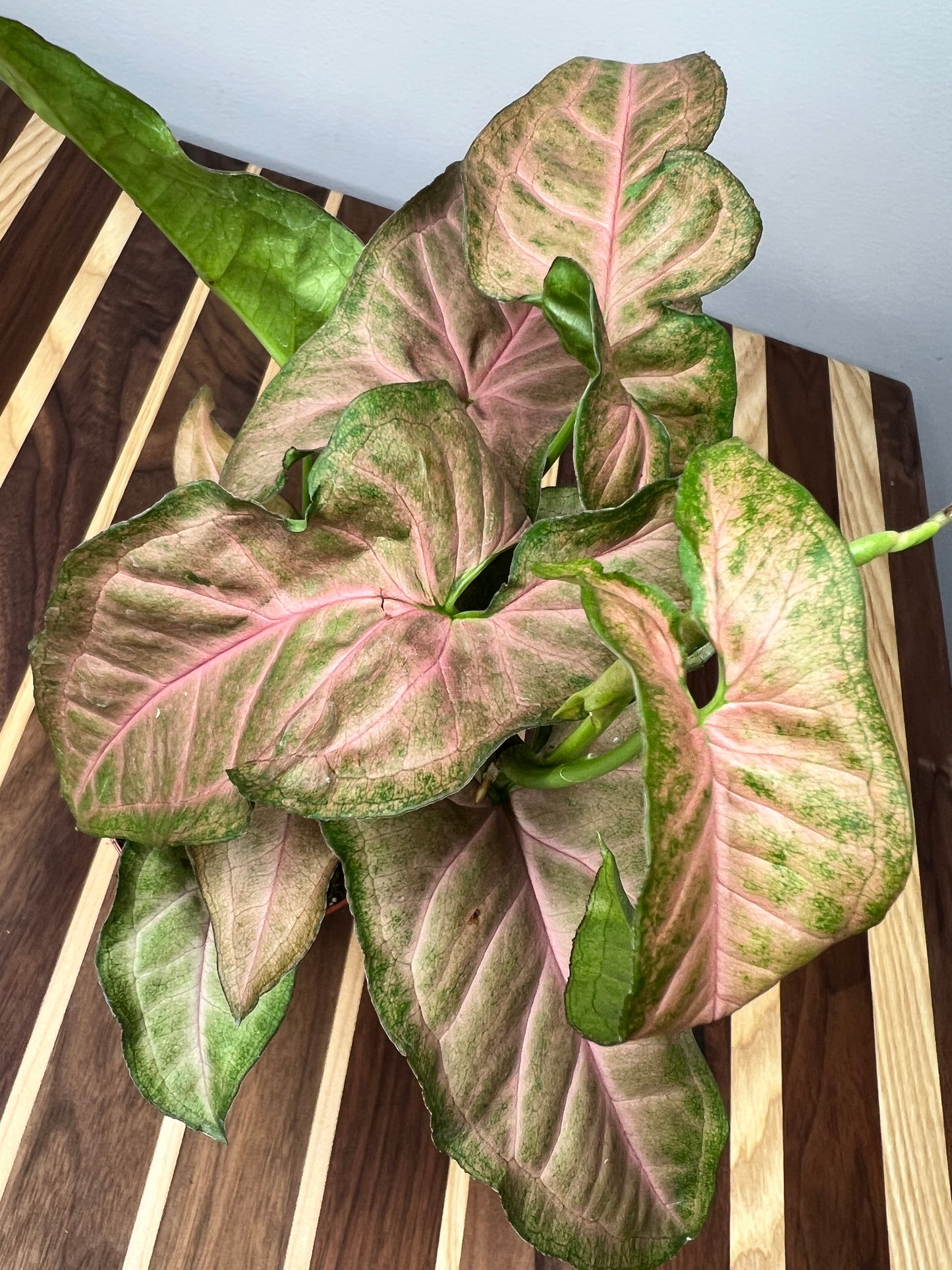 Syngonium Neon Pink