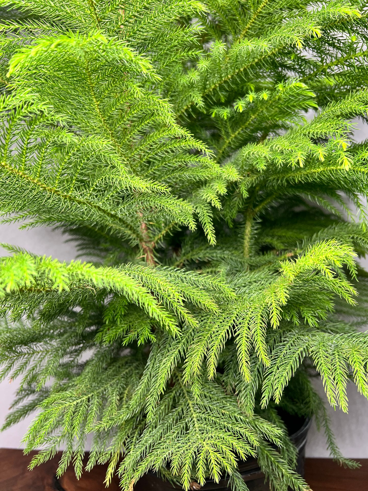 Norfolk Pine 10”