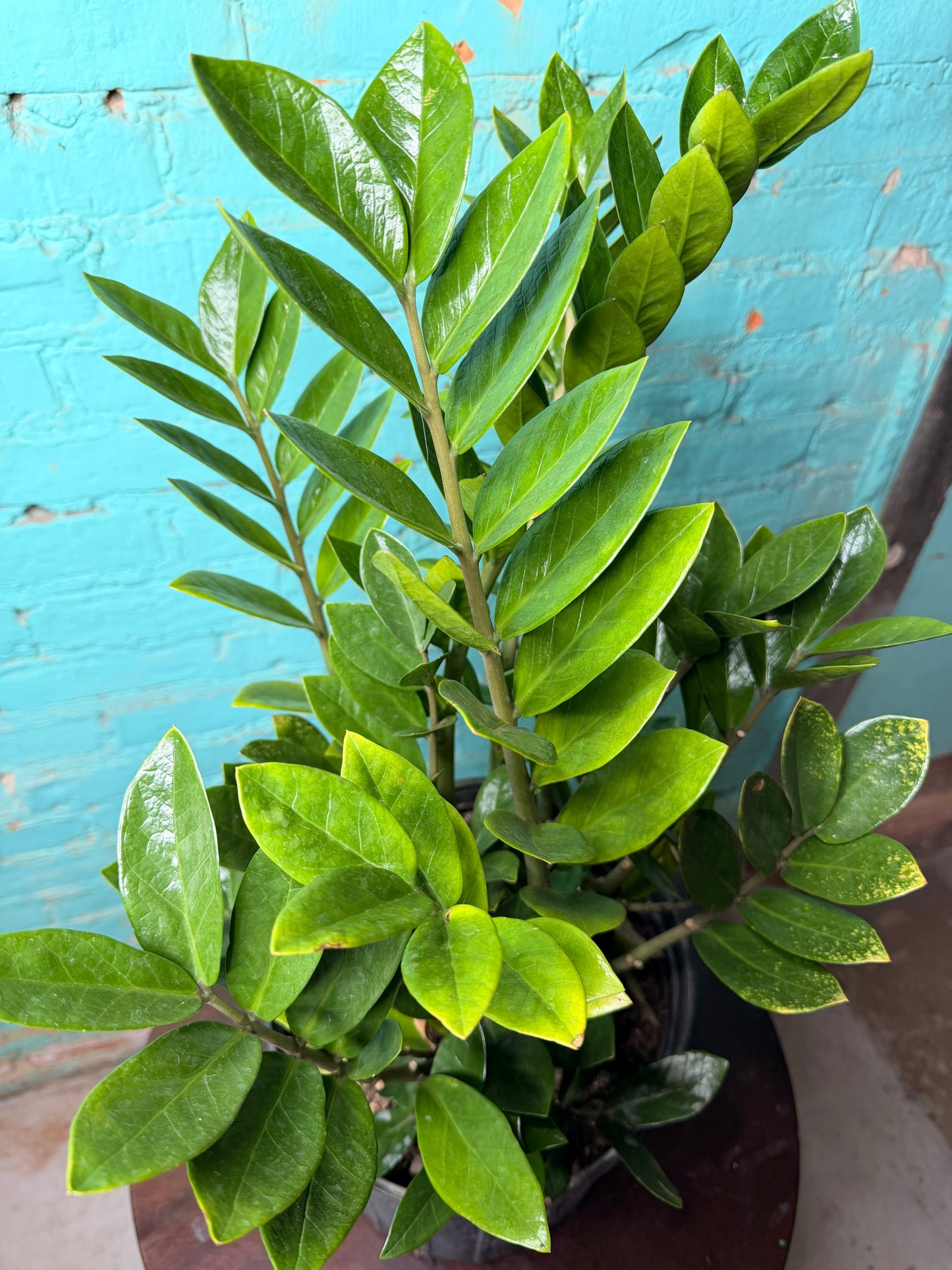 ZZ plant 10”