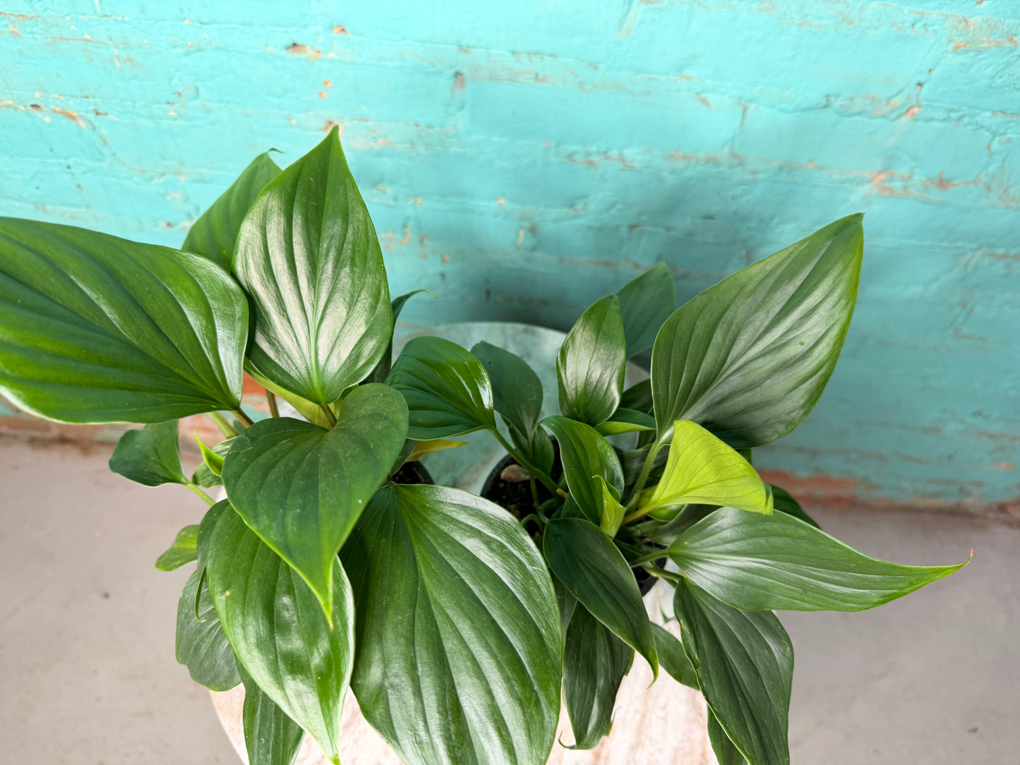 Homalomena Emerald (Green)