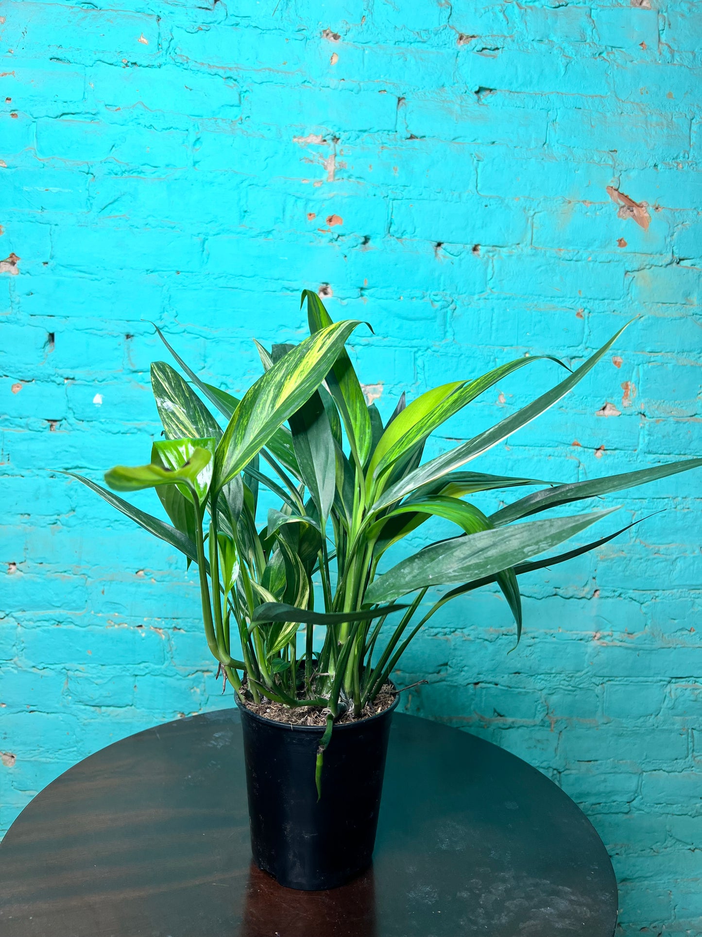 Epipremnum Amplissimum Variegated 6”