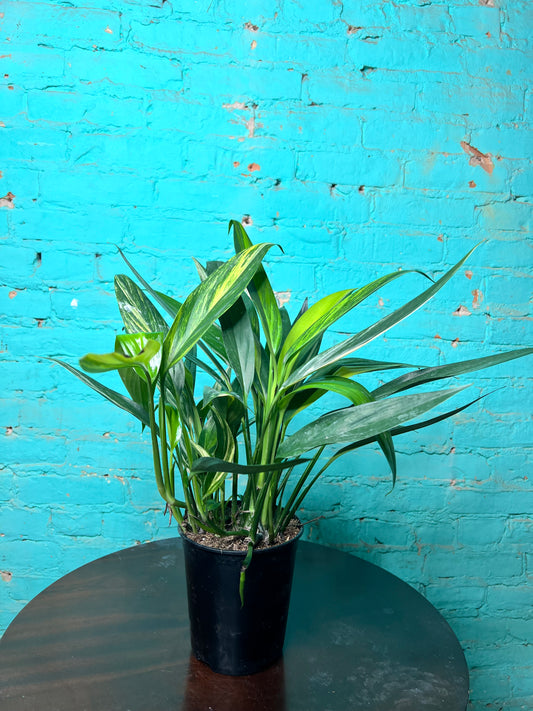 Epipremnum Amplissimum Variegated 6”