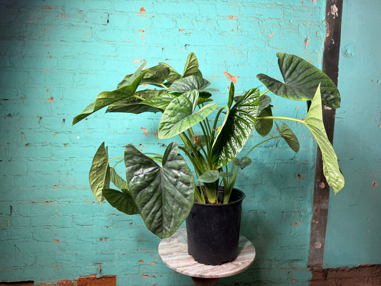 ALOCASIA LUKIWAN 8”