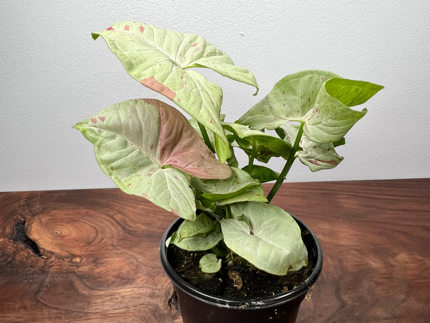 Syngonium Pink confetti