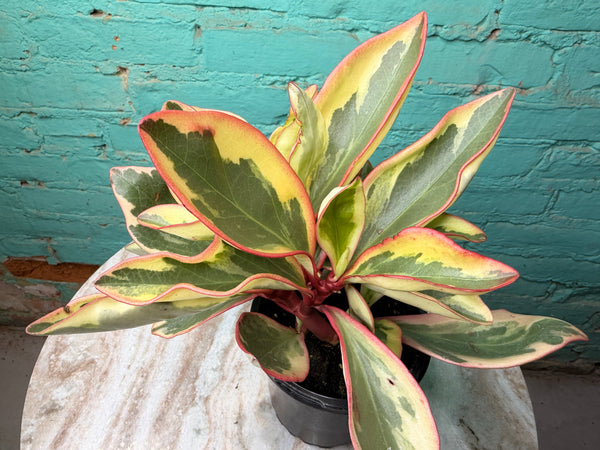 Peperomia- Ginny (Rainbow)