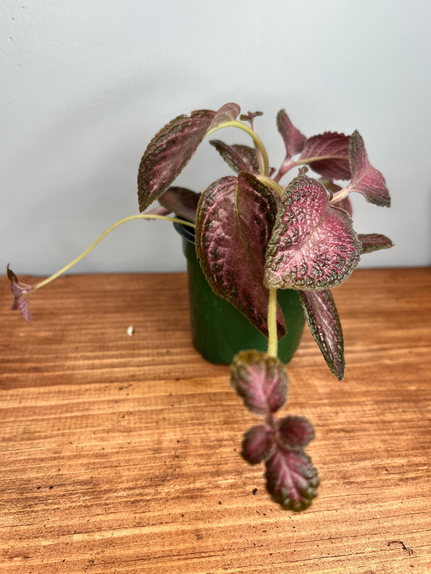 Episcia Purple rain  (flame violet)