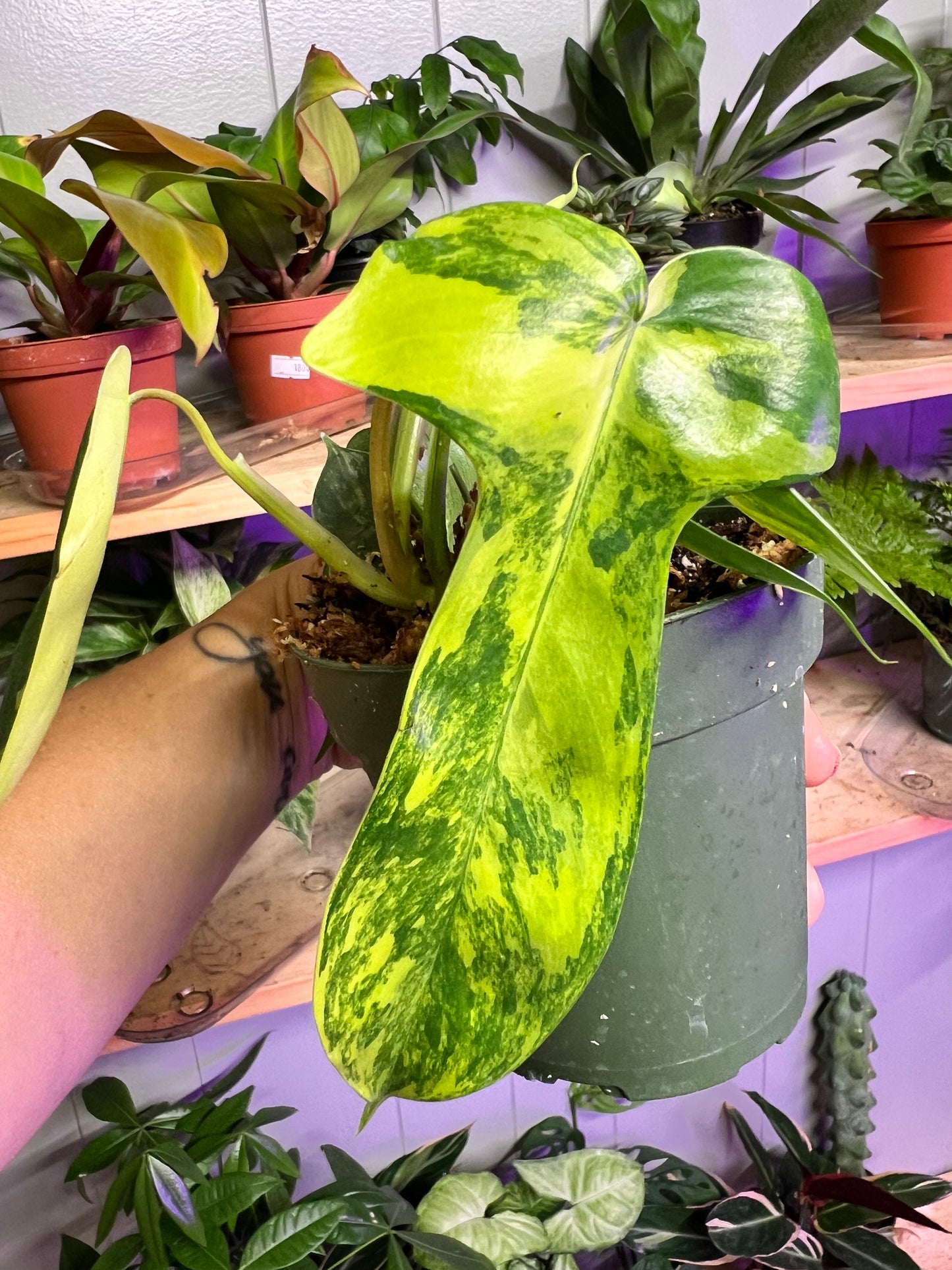 Philodendron Variegated Florida Beauty