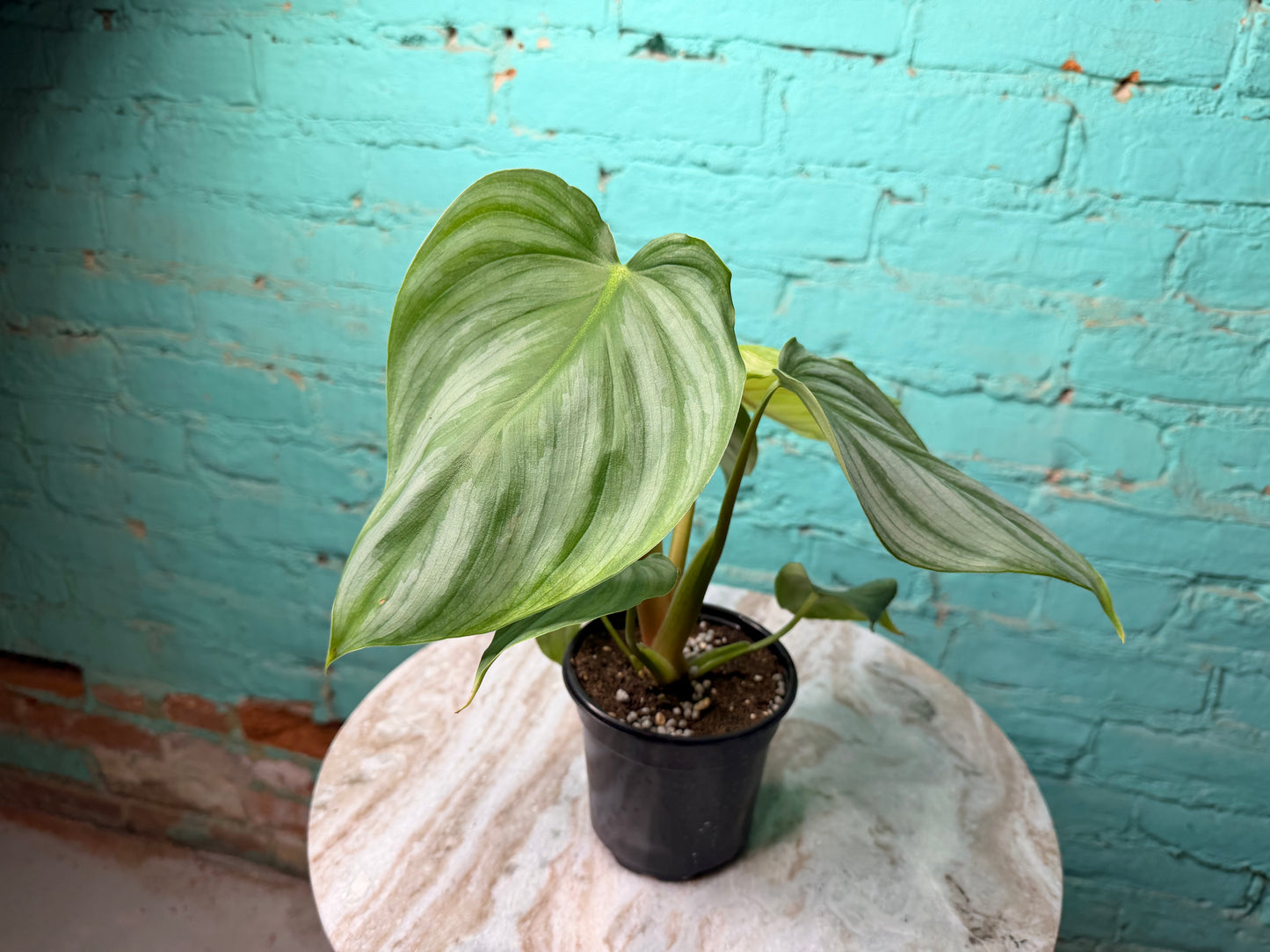 Philodendron Pastazanum x Plowmanii