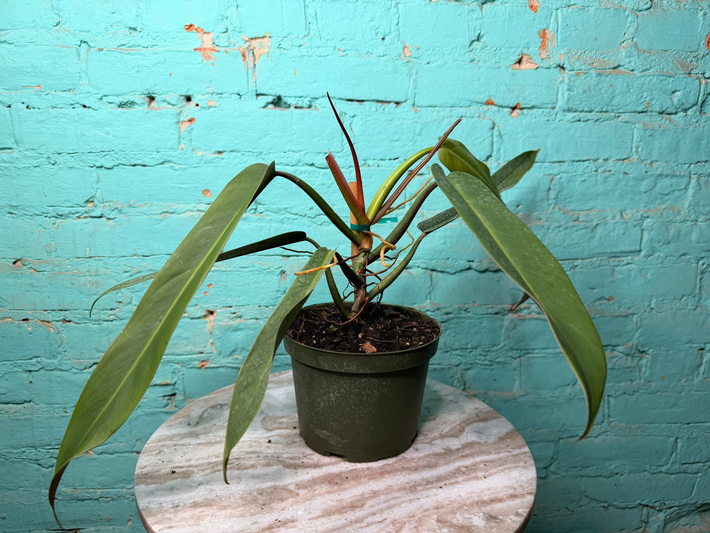 Philodendron Bicolor 6”
