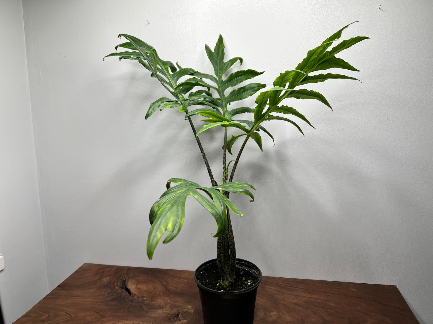 Alocasia Brancifoila