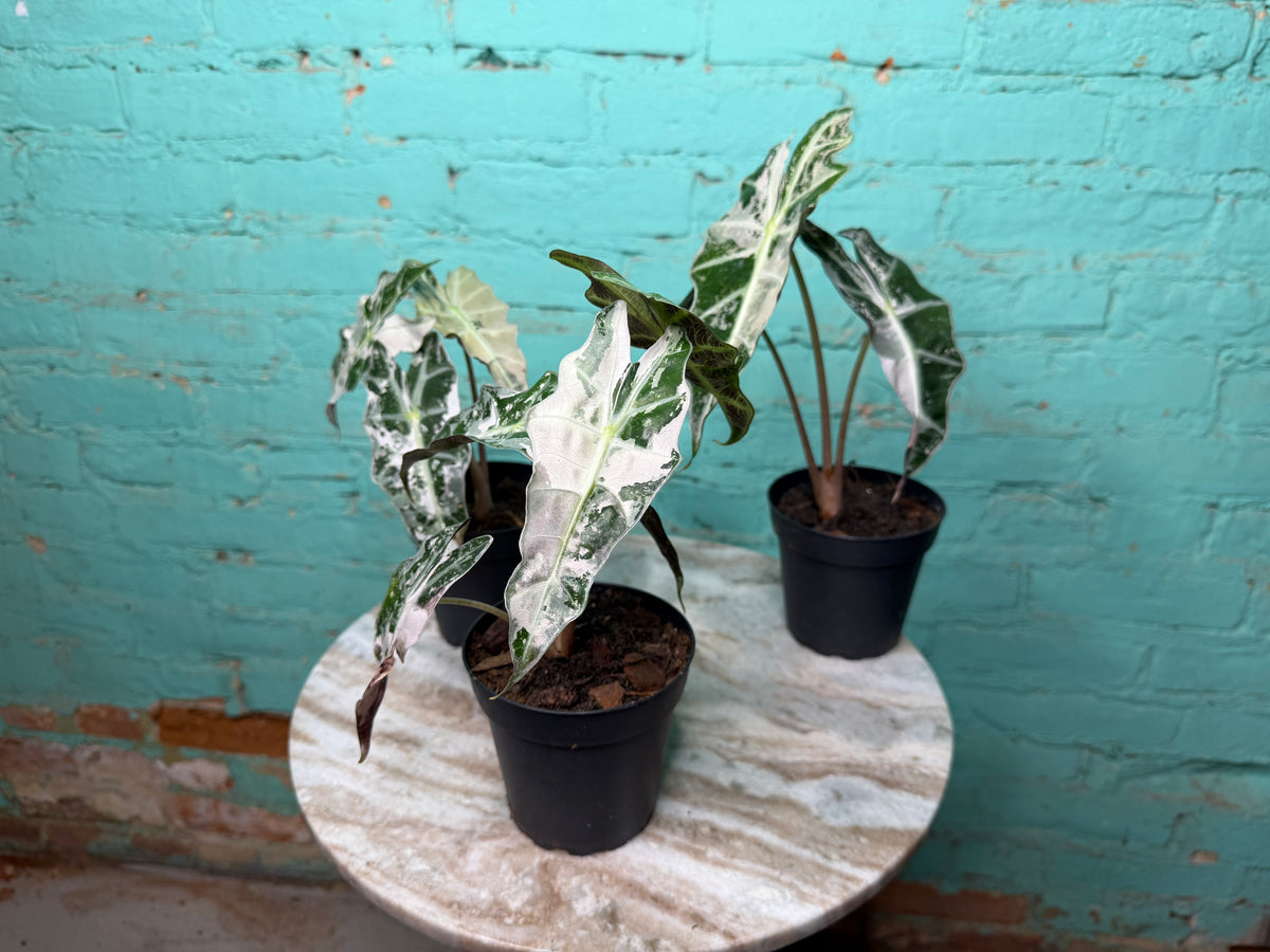 Alocasia Pink Polly 4” (Not TC)