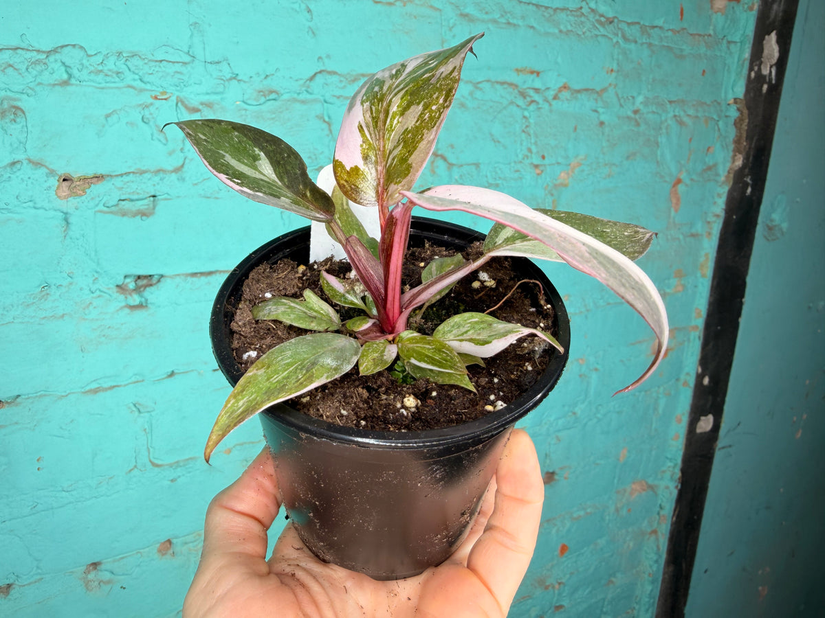 Philodendron Pink Marble Princess 4”