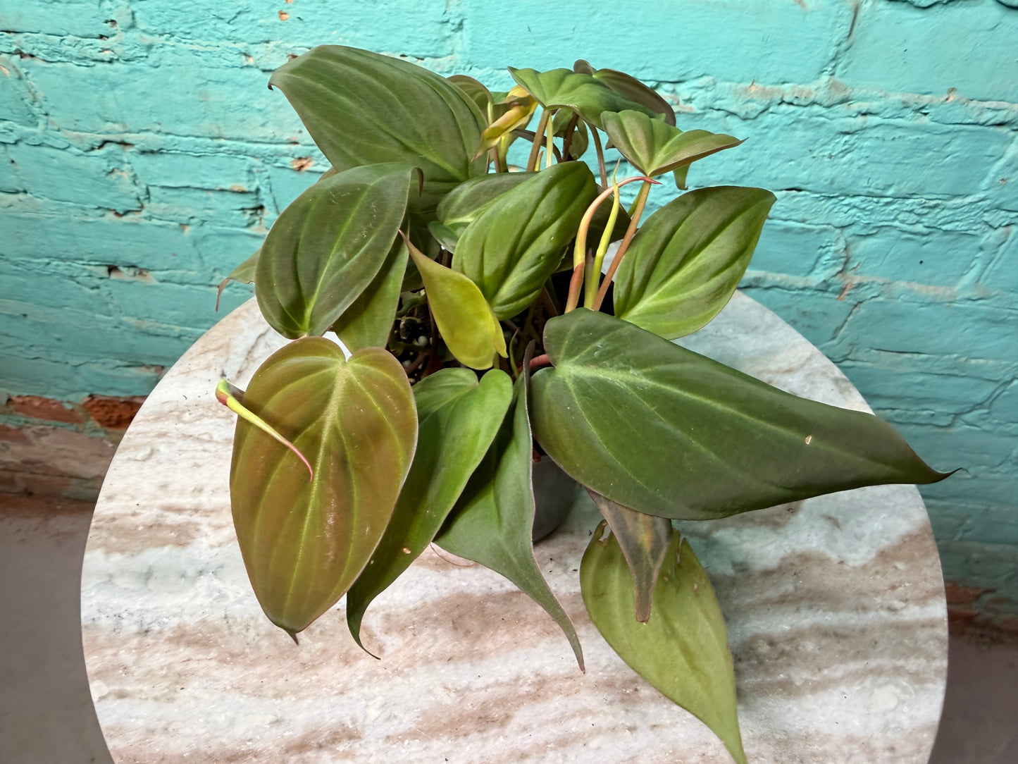 Philodendron Mican 4”
